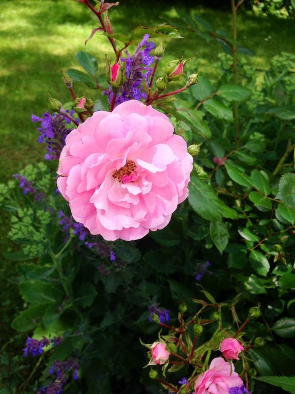 Aurora Bed & Breakfast Simrishamn Buitenkant foto